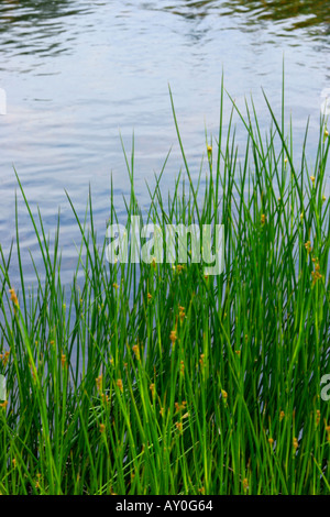 Sedge erba che cresce su riverbank con acqua blu sullo sfondo soft focus Foto Stock