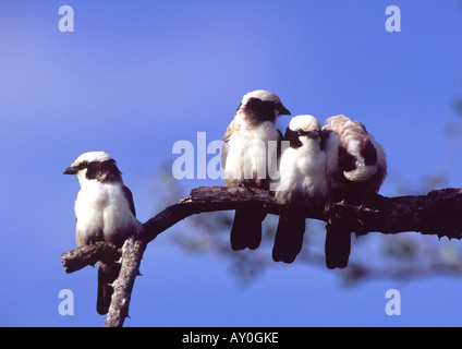 Un gruppo di Southern White Crowned Shrike Foto Stock