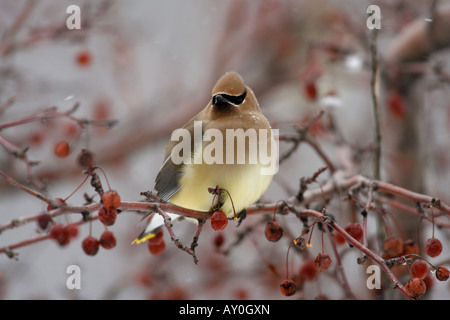 Il Cedar Waxwing appollaiato in Crabapple bacche Foto Stock