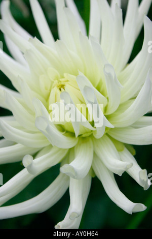 Fiore bianco della pianta di giardino Dahlia - tipo di cactus Foto Stock