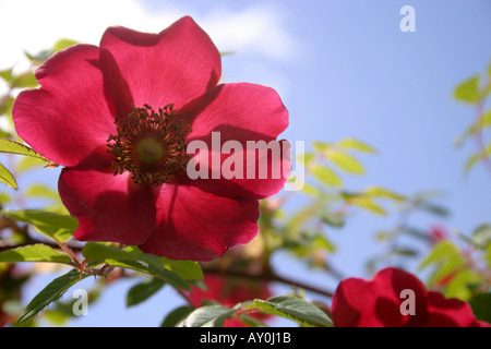 Rosso singolo fiore di rose rosa moyesii Geranium con blue sky close up Foto Stock