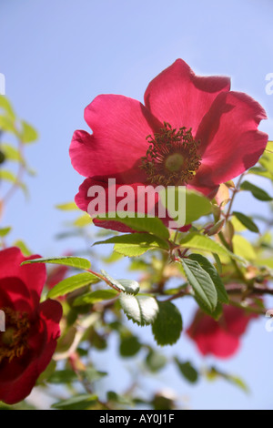 Rosso singolo fiore di rose rosa moyesii Geranium close up con cielo blu Foto Stock