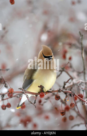 Il Cedar Waxwing appollaiato in Crabapple bacche e neve - Verticale Foto Stock