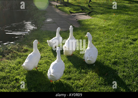 White le anatre domestiche e laghetto in Biddestone Wiltshire Foto Stock