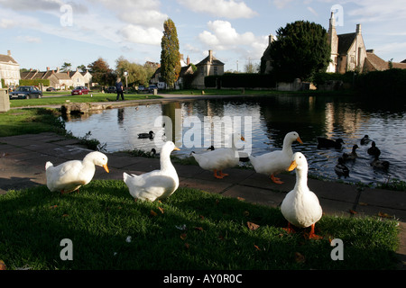 White le anatre domestiche e laghetto in Biddestone Wiltshire Foto Stock
