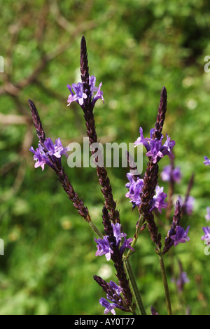 Isola Canarie alla lavanda (Lavendula Canariensis). Foto Stock