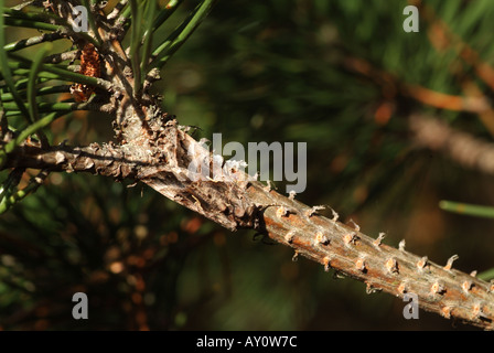 La falena chiamato Silver Y (Autographa gamma). Foto Stock