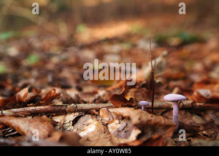 I funghi di bosco Foto Stock