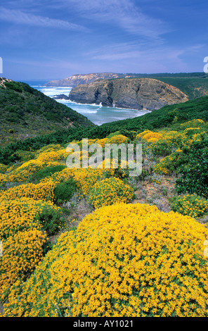 Arbusti in fiore Costa Vicentina e Sudoeste Alentejano Algarve Alentejo Portogallo Foto Stock