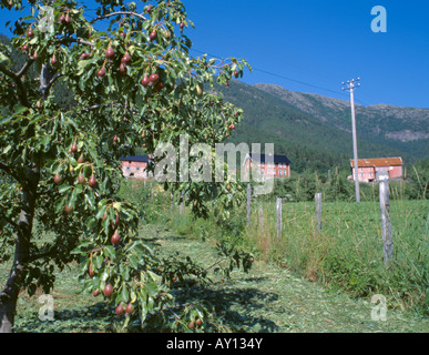 La frutticoltura; Pear Tree Orchard e il vecchio rosso in legno edifici di fattoria accanto al Sognefjord, Sogn og Fjordane, Norvegia. Foto Stock