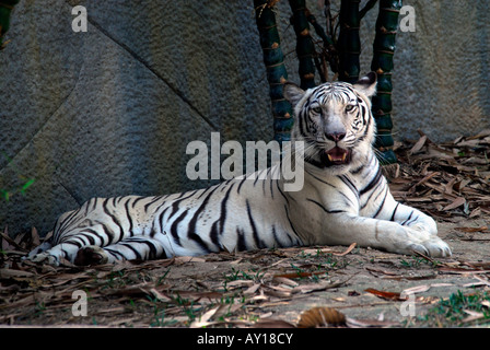 Tigre bianca del Bengala Foto Stock