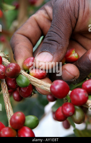 Vecchia Taverna Coffee Break Blue Mountains Giamaica Foto Stock