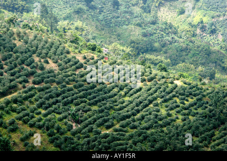 Vecchia Taverna Coffee Break Blue Mountains Giamaica Foto Stock