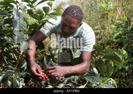 Vecchia Taverna Coffee Break Blue Mountains Giamaica Foto Stock