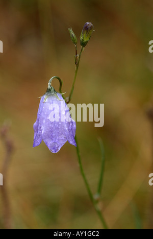 Harebell (Campanula rotundifolia). Foto Stock