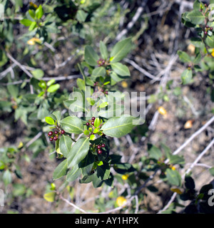 Frangola bacche e foglie nuove ( Rhamnus alaternus L ) nel mese di marzo, la regione mediterranea Foto Stock