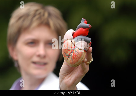 Donna che guarda un modello anatomico di un cuore umano Foto Stock