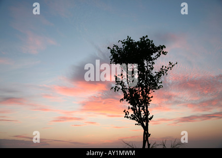 Un piccolo albero sullo sfondo di un cielo colorato Foto Stock
