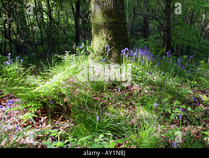 Bluebells della Scozia,fotografato in una radura del bosco da Loch Lomond. Foto Stock