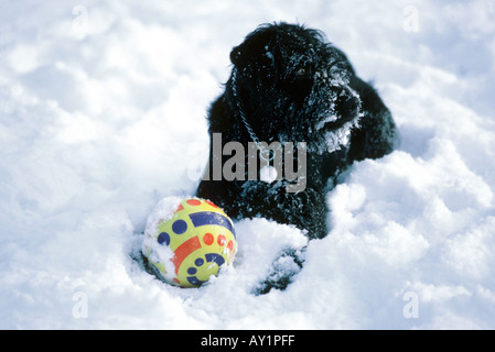 Cane nero nella neve Foto Stock