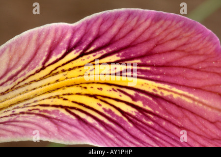 Pacific Coast Iris ibrido eventualmente Banbury fioriture di benvenuto per circa 2 settimane a maggio su una pianta corta di circa 40cm fiore dettaglio Foto Stock