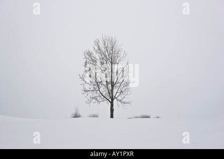 Albero solitario in un incontaminato, pulito sullo sfondo di una tempesta di neve Foto Stock