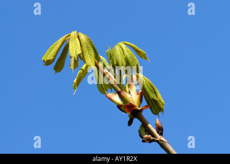 Ippocastano Aesculus hippocastanum foglie giovani contro una molla blu cielo Foto Stock