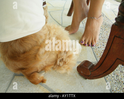 Close-up di un cucciolo vicino a una persona il piede Foto Stock