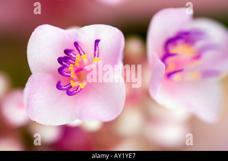 Medinilla speciosa. Foto Stock