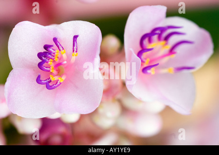 Medinilla speciosa. Foto Stock