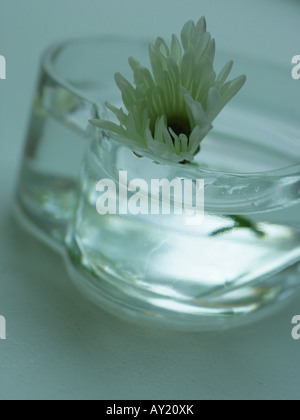 Close-up di un crisantemo fiore galleggiante sull'acqua in un recipiente Foto Stock