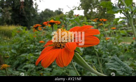 Crisantemo, England, Regno Unito Foto Stock