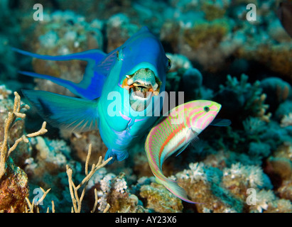 Oceano Indiano Steephead pesci pappagallo pterois volitans con un Klunzinger Wrass Thalassoma rueppellii nel mar Rosso in Egitto Foto di un Foto Stock