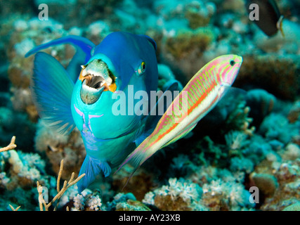 Oceano Indiano Steephead pesci pappagallo pterois volitans con un Klunzinger Wrass Thalassoma rueppellii nel mar Rosso in Egitto Foto di un Foto Stock