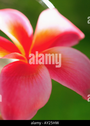 Close-up di un fiore (Plumeria) Foto Stock