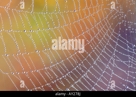 Spiderweb in autunno in Inghilterra Foto Stock