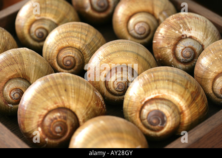 DEU Germania gusci di lumaca come decorazione Foto Stock