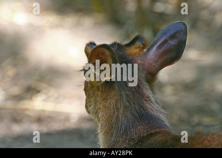 Testa di Reeves (o cinese) muntjac - Muntiacus reevesi Foto Stock