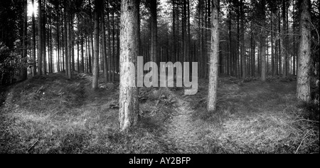 Immagine in bianco e nero di boschi di pino Foto Stock