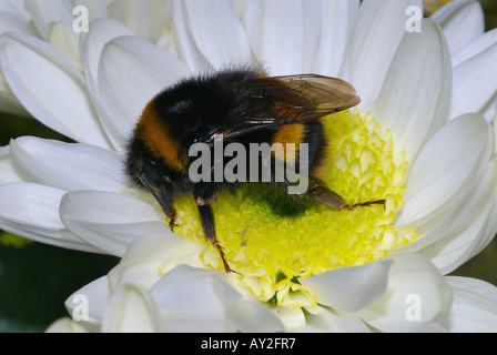 Bee Bumble Bee (Bombus hortorum) Foto Stock