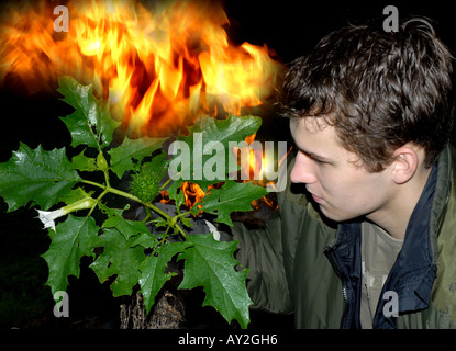 Thorn apple Datura stramonium Thorn Apple Jimsonweed Thornapple sono delle variazioni del nome dello stabilimento Foto Stock