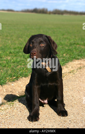 Il cioccolato Labrador Puppy in campagna inglese Foto Stock