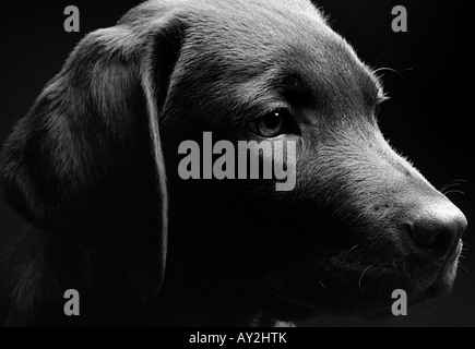 Bianco e nero girato di profilo di un cioccolato Labrador cucciolo contro uno sfondo nero Foto Stock