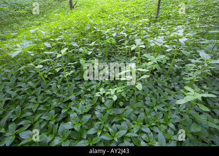 Cane il mercurio Mercurialis perennis ed invasiva Himalayan Balsamina Impatiens glandulifera molla LANCASHIRE REGNO UNITO Foto Stock