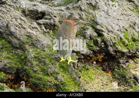 Airone di lava (Butorides sundevalli) Puerto Egas James Bay Santiago Isole Galapagos Ecuador Foto Stock