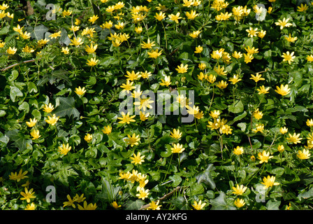 Minore celandina ficaria verna fiorita in bosco chiaro con edera Devon Foto Stock