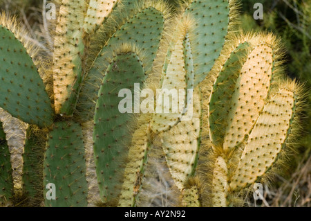 Giant Ficodindia Cactus (Opuntia sp.) Bartolome Island, Galapagos, Ecuador Foto Stock