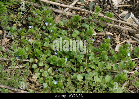 Campo comune speedwell Veronica persica fioritura delle piante Foto Stock