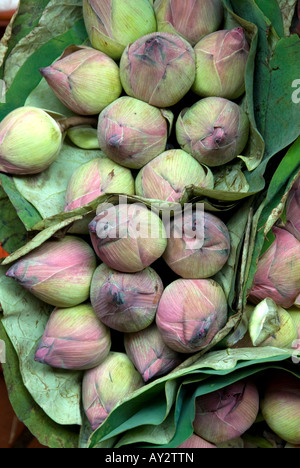 Mazzetto di lotus boccioli di fiori Foto Stock