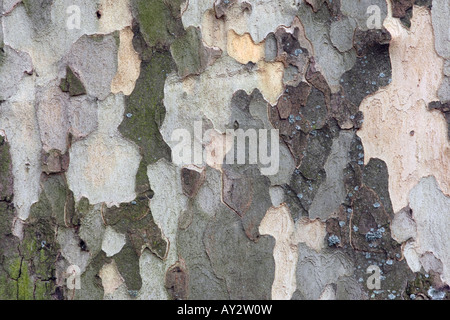 London plane tree Platanus hispanica muenc corteccia Londra Foto Stock